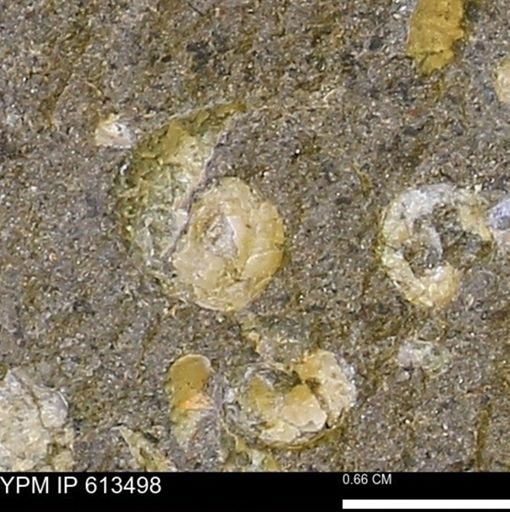 Scaphites sp.