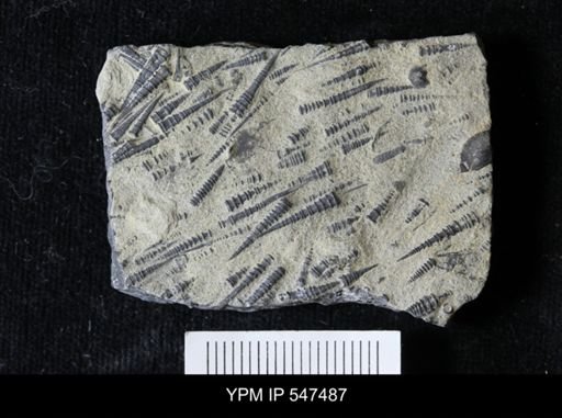 Tentaculites gyracanthus