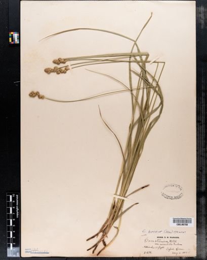 Carex straminea