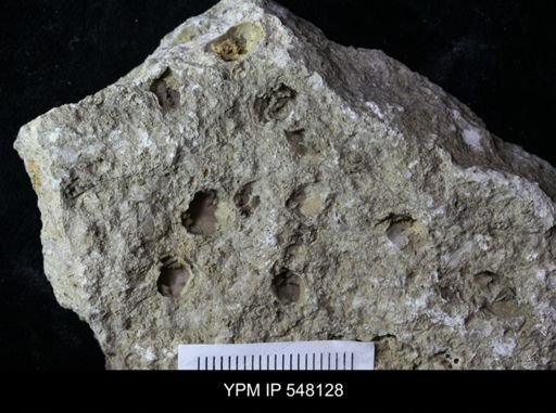 undet. Brachiopoda