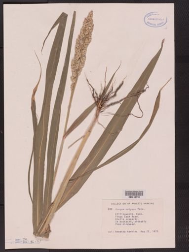 Sorghum vulgare