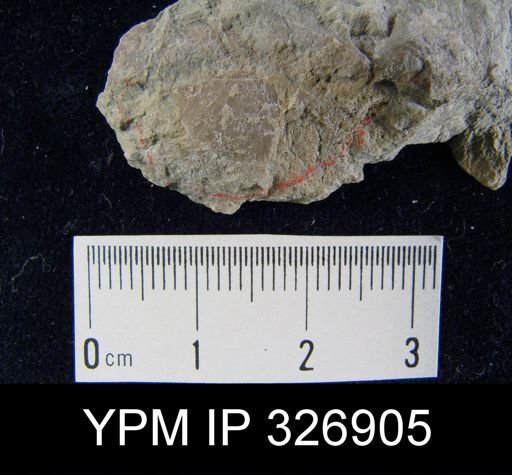 Chonetes granulifer