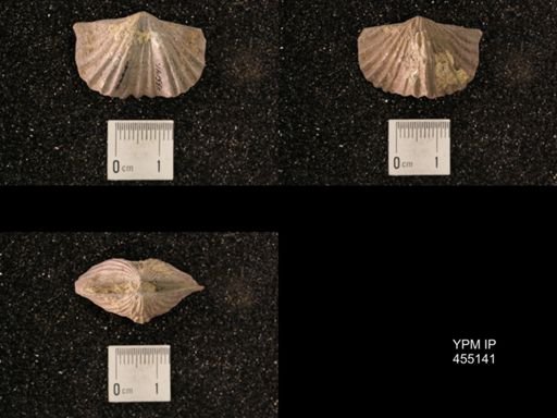 Platystrophia sublaticosta