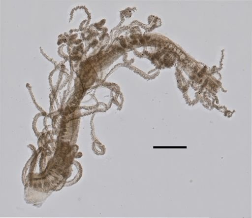 Rhizophysa eysenhardtii