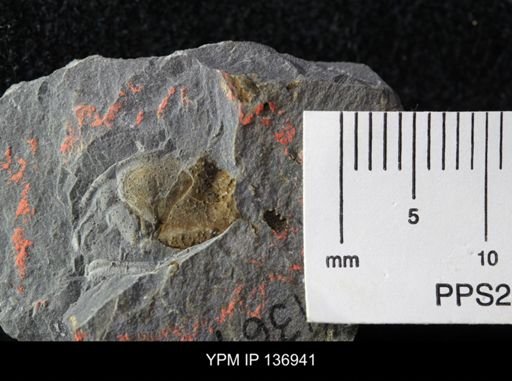 Ctenocephalus maltheus