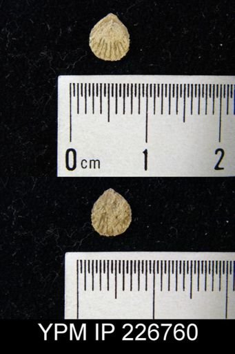 Retzia circularis