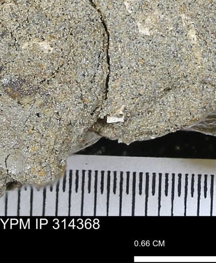 undet. Scaphopoda