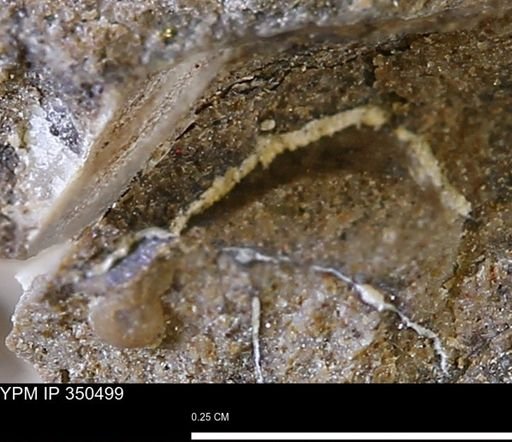 Limopsis striatopunctatus