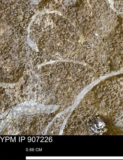 undet. Bivalvia