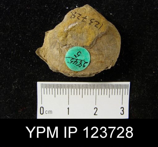Schizophoria multistriata