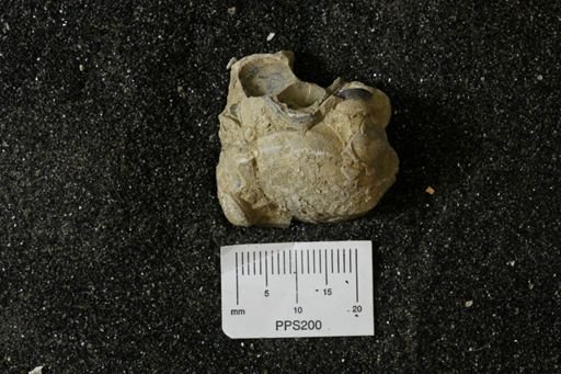 Inoceramus barabini