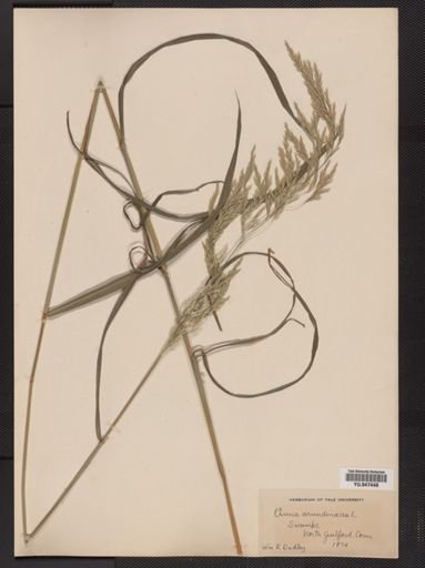Cinna arundinacea
