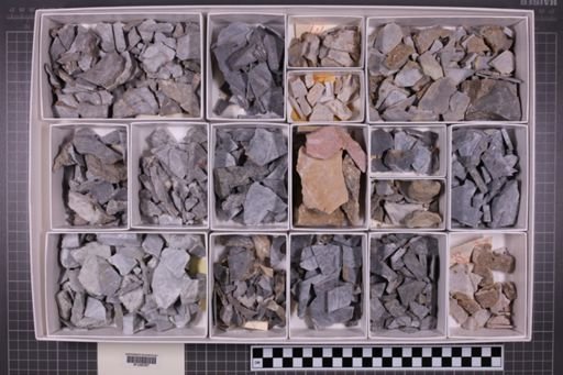 mixed taxa, stratigraphic collection