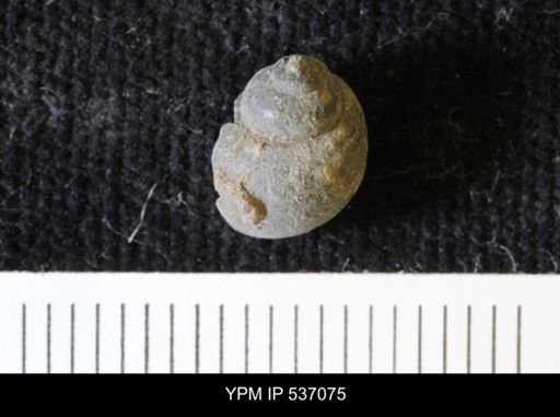Viviparus montanaensis