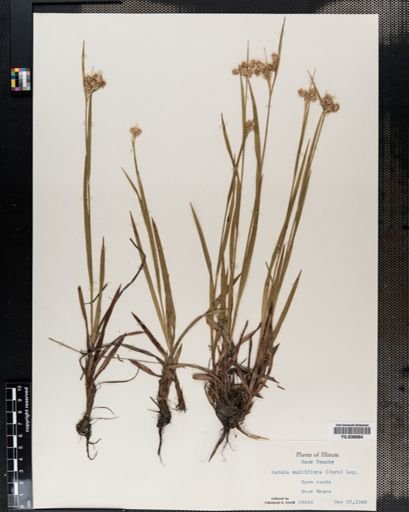 Luzula campestris