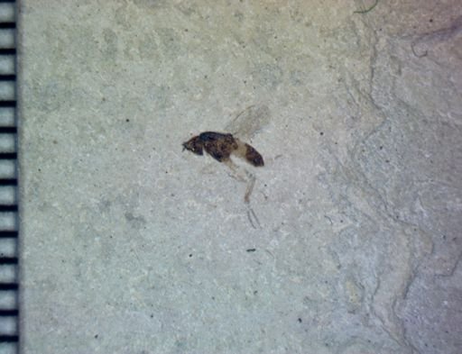 undet. Diptera