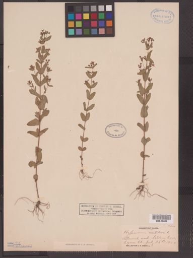 Hypericum mutilum