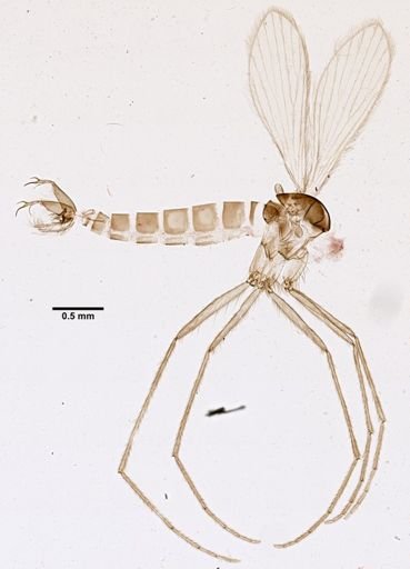 Lutzomyia cruzi