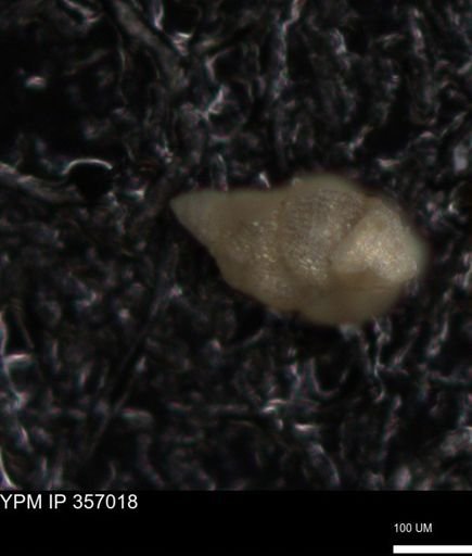 undet. Foraminiferida
