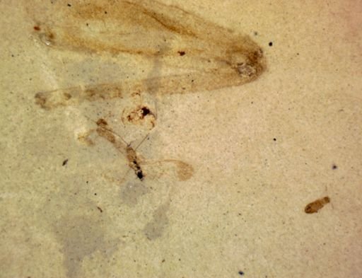 undet. Coleoptera