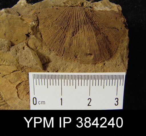 Brachyprion schuchertana