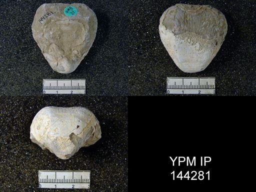 Productus (Linoproductus) lineatus