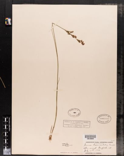 Juncus brevicaudatus