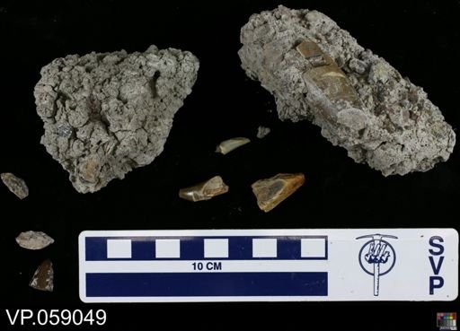 Metoposauroidea