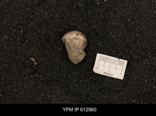 Clioscaphites vermiformis