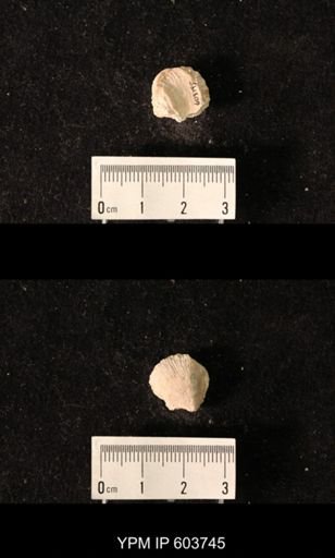 Productus sp.