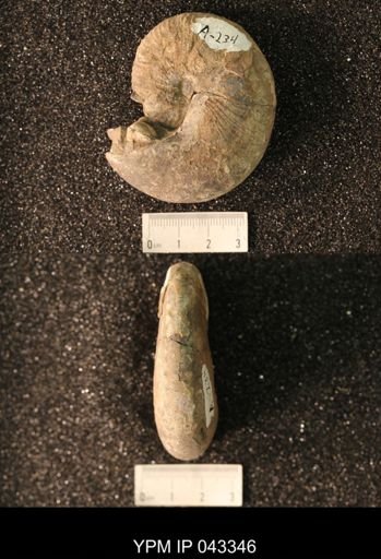Hoploscaphites nicolletii