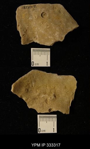 Heterotrypa?