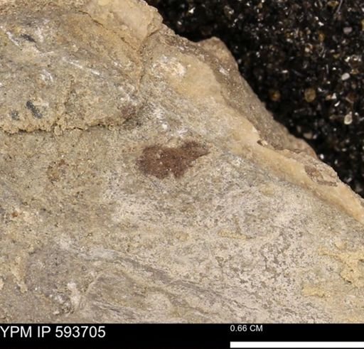 Baculites sp.