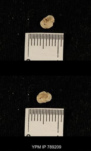 undet. Brachiopoda