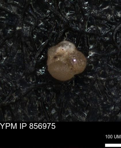 undet. Foraminiferida