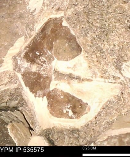 Protocardia subquadrata