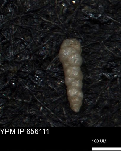 Verneuilinoides hectori