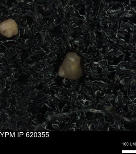 undet. Foraminiferida