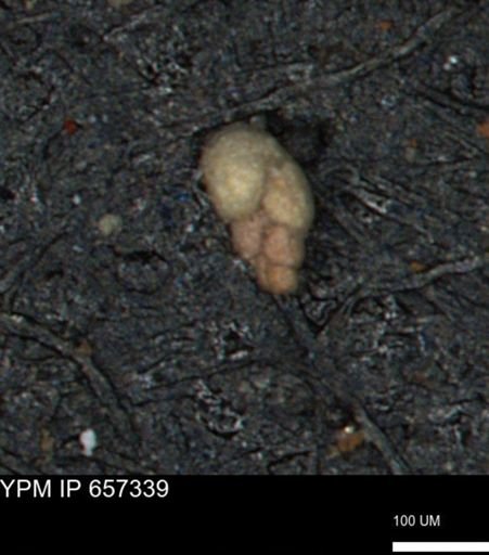 Bimonilina variana