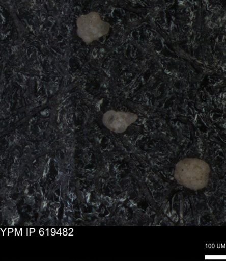 undet. Heterohelicidae