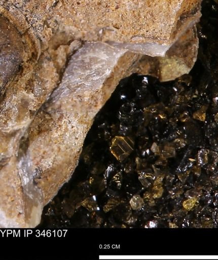 undet. Mollusca