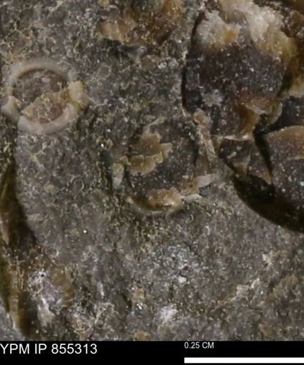 undet. Mollusca