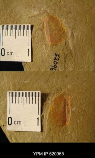 Enosiaspis hrungnir