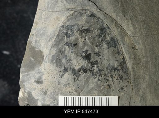 undet. Eurypterida