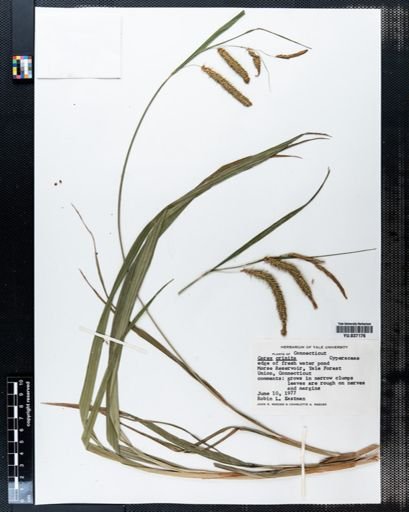 Carex crinita