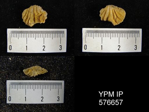 Spirifer crispus