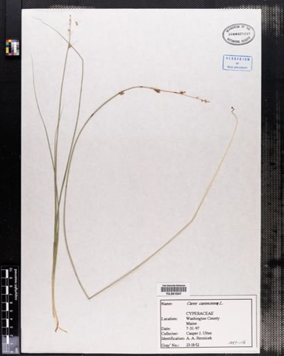 Carex