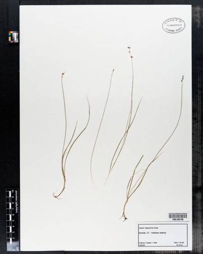 Carex disperma