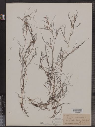 Ruppia maritima