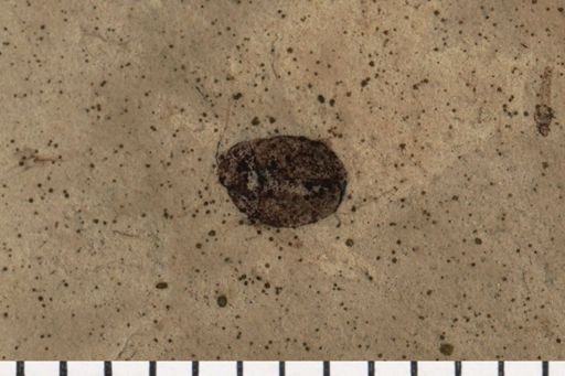 Coleoptera